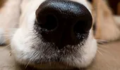 Câini antrenaţi să „miroasă” persoanele infectate cu noul coronavirus, chiar şi pe cele fără simptome