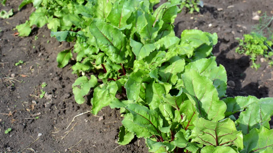 Legumele ideale de semănat în aprilie! Vei avea o recoltă bogată și salate aromate