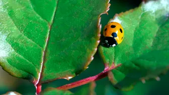 Insecta „erou” care îți protejează plantele și reduce dăunătorii în mod natural