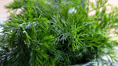 Cum să depozitezi corect verdețurile: trucuri și sfaturi utile