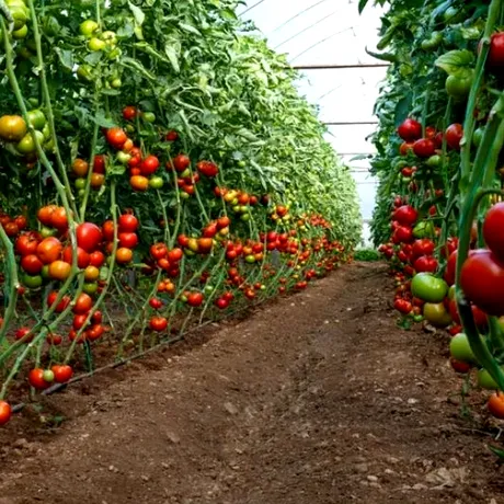 Cum se udă corect roșiile din grădină. Trucuri de la experți pentru a nu distruge recolta