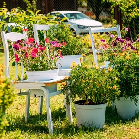 Flori rezistente la căldură și secetă. Pot fi plantate cu ușurință în orice grădină