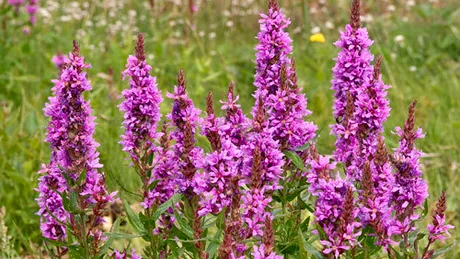 Răchiţan (Lythrum salicaria)