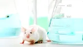 Şoareci surzi, vindecaţi cu ajutorul terapiei genice!