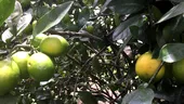 Fructul care poate ajuta la prevenirea pietrelor la rinichi. Mulți îl consumă fără să îi știe beneficiile