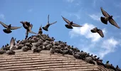 Cum scapi de porumbeii de pe balcon sau acoperiș. Metode eficiente de a-i ține departe