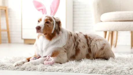 Cum să scapi de părul de animale de pe covoare fără aspirator. Metoda simplă care te costă doar 15 lei