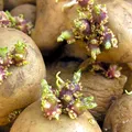 Trucul prin care cartofii încolțesc mai greu. 10 sfaturi pentru a păstra prospețimea fructelor şi legumelor mai mult timp