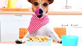 Alergiile alimentare la câini