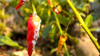 Cum scapi de păduchii lânoși ai plantelor fără substanțe chimice. 6 soluții naturale pe care le poți aplica acasă