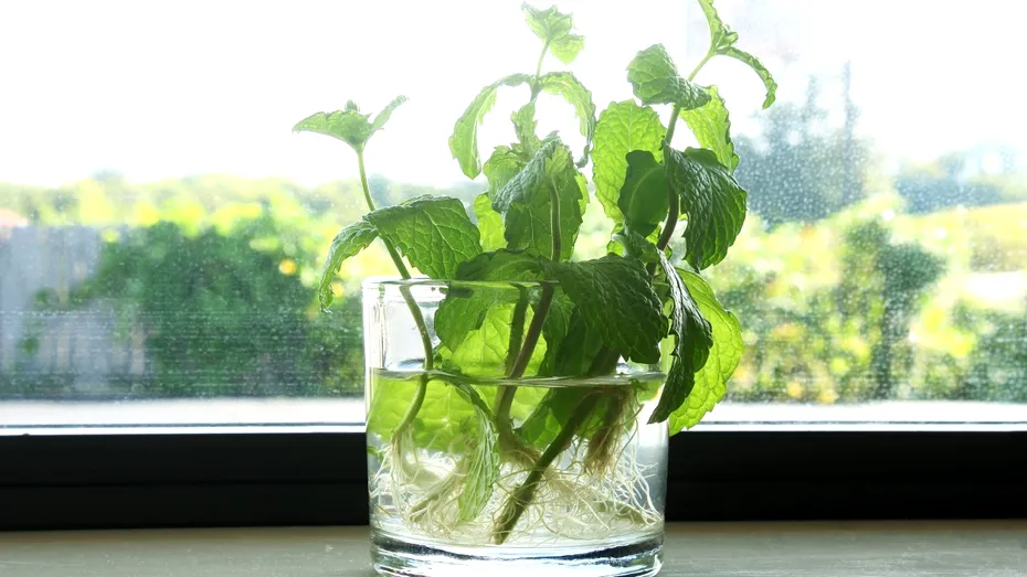 Plantele pe care le poți crește în apă. Cum să ai propria grădină în bucătărie