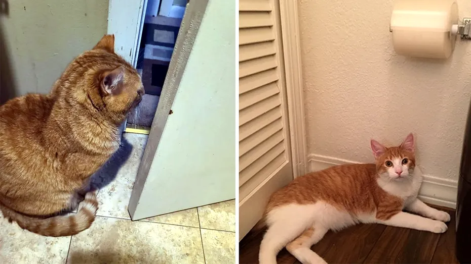 Motivul pentru care orice pisică te 