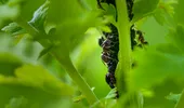 Scapă de furnicile din grădină cu un ingredient din bucătărie! Soluția naturală e foarte eficientă