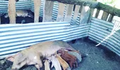 Pesta porcină africană – Vor mai putea românii să crească porci în gospodării?