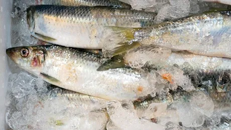 Adevărul despre pește: care e mai bun, peștele congelat sau cel proaspăt? Ce bacterii periculoase se ascund în carnea de pește