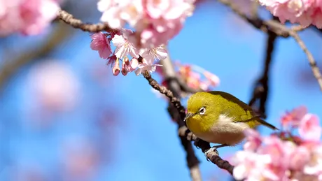 Echinocțiul de primăvară 2025. Ce înseamnă și de ce începe pe 20 martie?