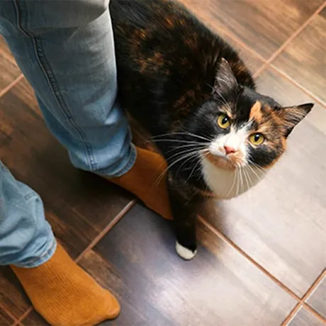 Motivul real pentru care pisica te urmărește peste tot în casă. Ce mesaj vrea să-ți transmită, de fapt