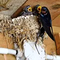 Ce înseamnă când o rândunică își face cuib la casa ta și de ce este important să nu îl distrugi