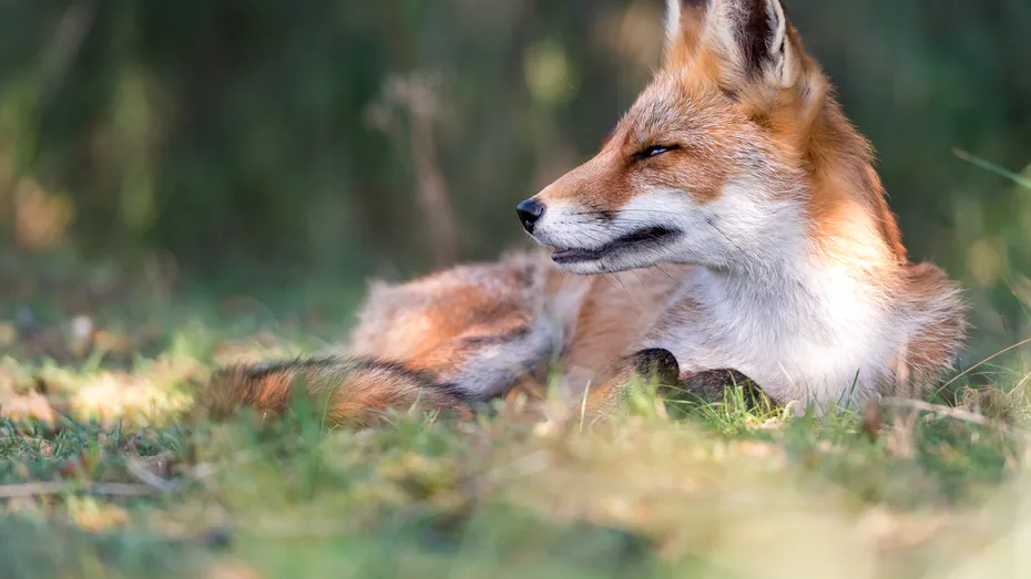 Focar de rabie, depistat în România. Populația a fost avertizată deja prin mesaje de tip RO-ALERT