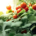 Cum salvezi rapid recolta de roșii cu doar două ingrediente din bucătărie