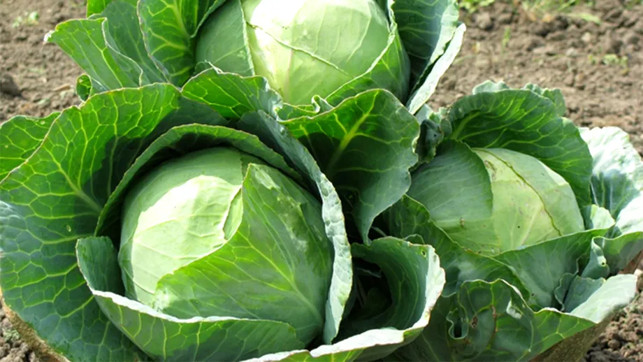 Cum să protejezi varza de grădină de dăunători. Cele mai bune 3 metode de prevenire și tratare a bolilor la culturile de varză