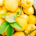 Trucuri simple ca să păstrezi lămâile suculente mai mult timp vara și să nu se mai usuce în frigider