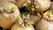 Trucul prin care cartofii încolțesc mai greu. 10 sfaturi pentru a păstra prospețimea fructelor şi legumelor mai mult timp