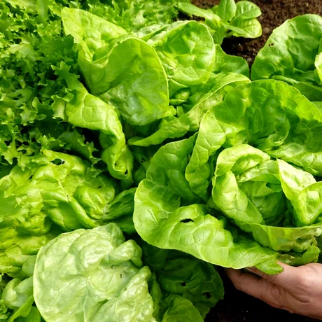 Rețeta tradițională de ciorbă de salată verde care se face în mai puțin de 30 de minute