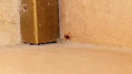 Plante care țin la distanță păianjenii. Dacă le ții la intrare nu-ți mai intră în casă!