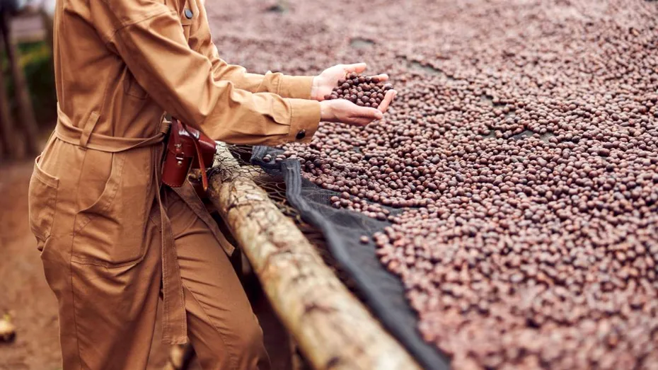 (P) Antioxidanții din cafeaua de specialitate: protecție naturală pentru organism