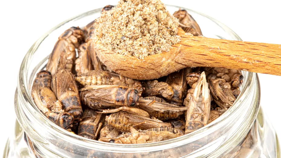 Făina de greieri, noul caviar? Cât costă 100 de grame din această delicatesă, ce beneficii și riscuri are și în ce rețete poate fi folosită