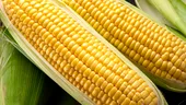 Porumbul dulce – mai mult decât un aliment fiert