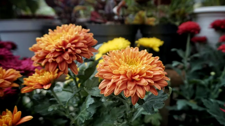 7 flori pe care le poți planta în octombrie pentru o grădină plină de culoare