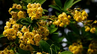 Planta considerată „Ozempic natural”. Te scapă de kilogramele în plus la menopauză