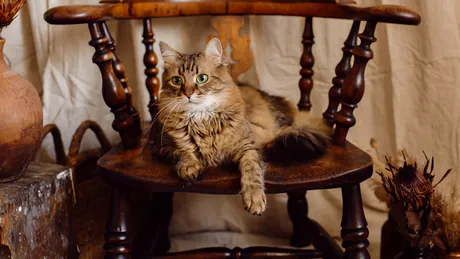 Reîntâlnirea emoționantă a unui motan cu stăpâna sa, după 11 ani de la dispariție