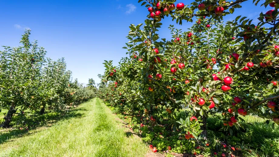 Îngrijirea pomilor fructiferi în primăvară: Tratamentele esențiale pentru o recolta bogată