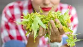 Cum să usuci corect florile de tei ca să nu mucegăiască. Secretul pentru a păstra parfumul de tei