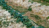 Lâna de oaie în grădină. Cum o folosești ca mulci și îngrășământ natural pentru plante sănătoase