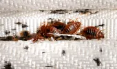 Mirosul subtil din cameră care trădează infestarea cu ploșnițe de pat