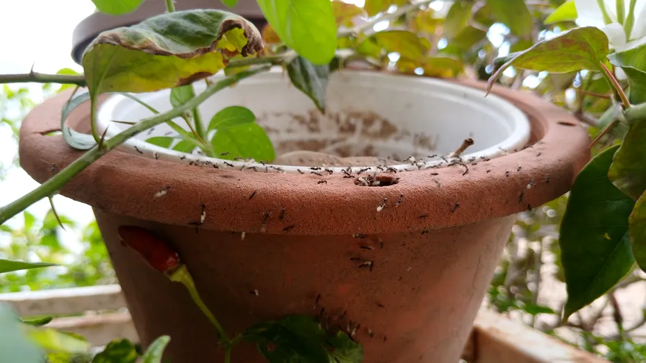 Ai observat furnici în ghivecele cu flori? Cum să scapi de aceste insecte pentru a proteja planta