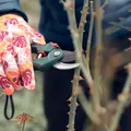 Ce faci cu florile după caniculă și cum pregătești grădina pentru toamnă. Cum salvezi plantele afectate de soare și căldură