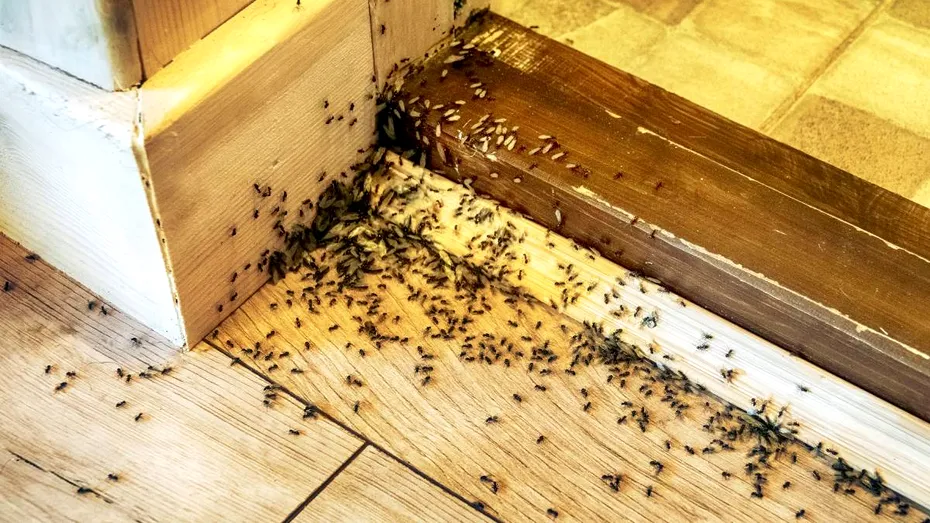 Ce pliculețe de ceai să folosești pentru a scăpa de furnici. Costă 4 lei și protejezi casa toată vara!