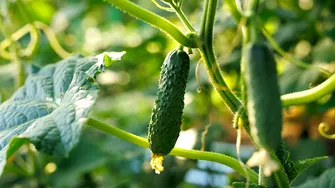 Când se plantează castraveții și cum îți asiguri o cultură sănătoasă