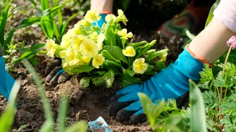 Flori spectaculoase pe care să le plantezi în octombrie pentru o grădină plină de culoare la primăvară. Trucul pe care puțini grădinari îl cunosc