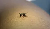 Alertă de la INSP: 58 de cazuri de West Nile în România. Bucureștiul, pe primul loc în clasamentul infectărilor