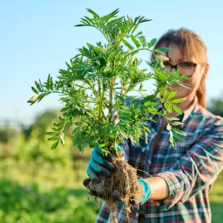 Ce amenzi riști dacă lași ambrozia să crească pe terenul tău. Mulți români nu țin cont