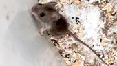 Șoarecii din jurul casei pot răspândi hantavirus? Riscul real ascuns în garaje, magazii și grădini