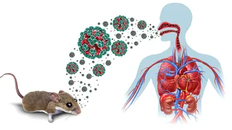 Alertă sanitară hantavirus după decesele de pe vasul de croazieră! Numărul pacienților a crescut. Simptomele cheie și perioada de incubație, conform OMS