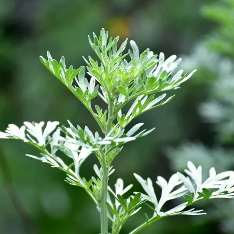 Pelinul, doctorul amar care curăță trupul