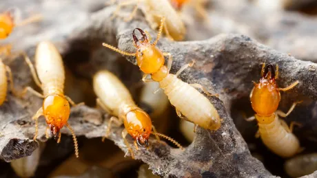 Cum scapi rapid de termite și îți protejezi mobilierul din lemn înainte să fie prea târziu